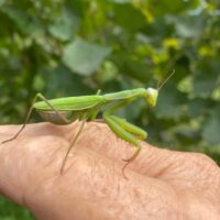 Gottesanbeterin im Weinberg